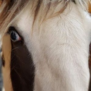 Meet your Posher, Joann